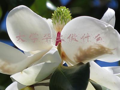 大学毕业做什么