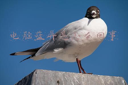 电脑蓝屏是怎么回事