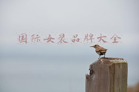 国际大牌女装品牌大全(世界上最顶级的奢侈品牌有哪些)