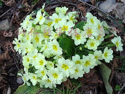 苹果6splus原装屏幕多少钱（苹果6s plus原装屏多少钱）