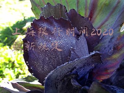 上海限行时间2020最新规定