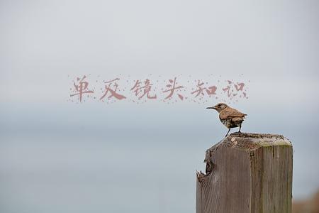 单反镜头知识图解(单反镜头扫盲，相机镜头上标志含义详解)