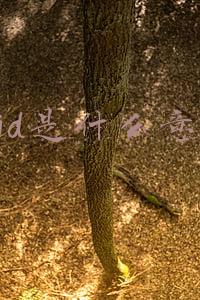 ssid是什么意思