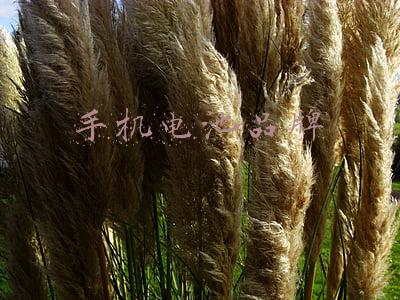 手机电池品牌排行榜(换电池=续命，盘点各大手机品牌的保外售后，怎么换电池最划算？)