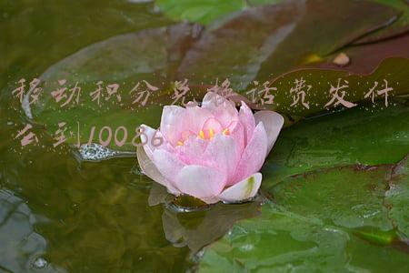 移动积分兑换话费发什么到10086浙江(加油站积分兑换有诀窍！跟各路大神学做“兑”的事)