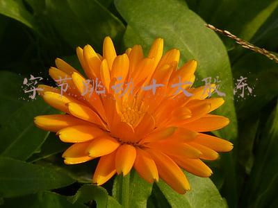 字节跳动十大股东