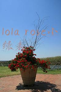 lola rose小绿表正品多少钱(【LOLA ROSE小绿表手表女英国时尚防水石英女士手表方形小绿表】)
