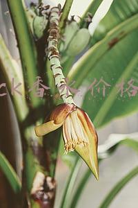 ck香水价格
