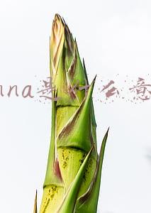 gonna是什么意思