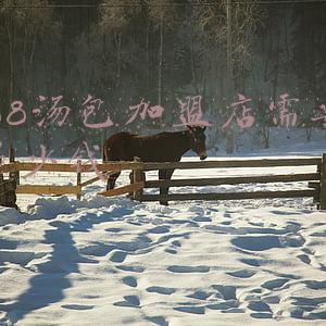 上海汤包店加盟(上海汤包馆加盟)