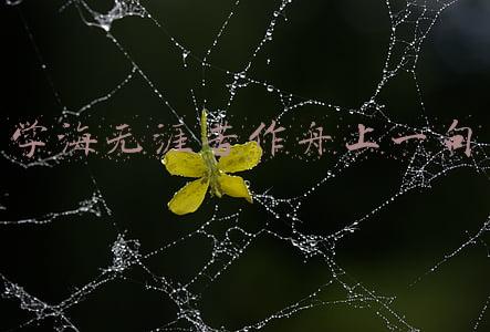 学海无涯苦作舟上一句谚语是什么(9句流传很广的智慧谚语，句句包藏经典价值观，读来很是受益)