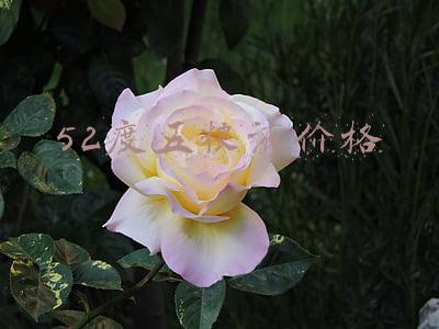 52度五粮液价格
