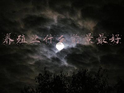 养殖业什么前景最好