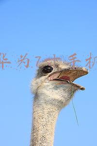 华为7寸手机