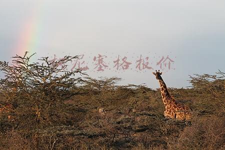柯尼塞格报价