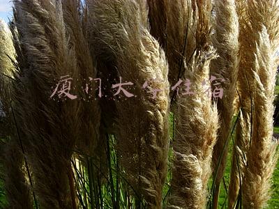 厦门大学住宿