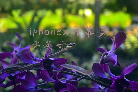 iphonex屏幕多少英寸