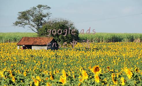 google adsense申请