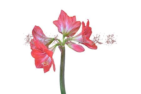 戴森美发直发器使用方法(戴森Corrale美发直发器评测：黑科技美发是一种什么样的体验)