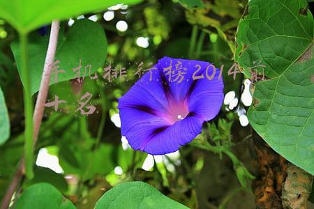 手机排行榜2014前十名