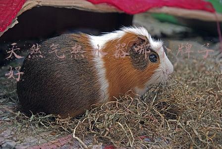 天然气热水器哪个牌子好