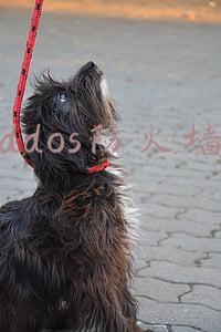 ddos防火墙