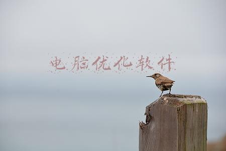 最好的电脑优化软件(「电脑」好用的磁盘文件分析器、系统优化软件)