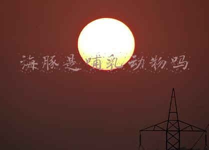海豚是哺乳动物吗还是鱼类(大脑比例超大、具备自我意识……海豚到底有多聪明？)