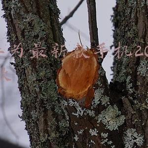 华为最新款手机2021款