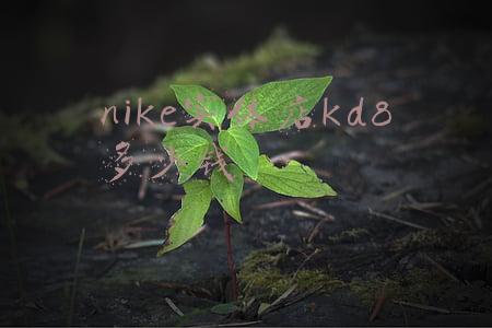 kd8拆解-kd8拆解快传