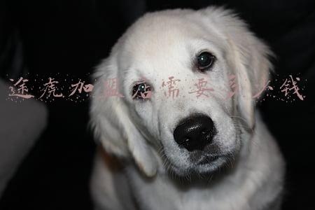 途虎洗车加盟连锁店《加盟途虎洗车门店》