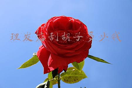 理发店 刮胡子（美女到理发店剪头发刮胡子）
