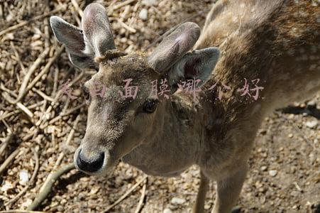 美白面膜哪个好(白过范冰冰？少了这4款美白面膜就别妄想了！)