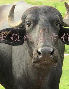 金士顿内存卡价格