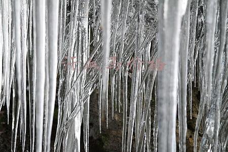 汗血马价格