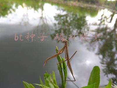 bt种子 磁力搜索