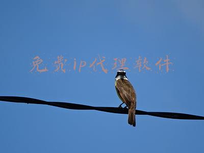 免费ip代理软件