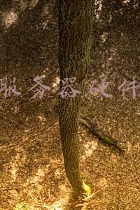 网站服务器硬件配置