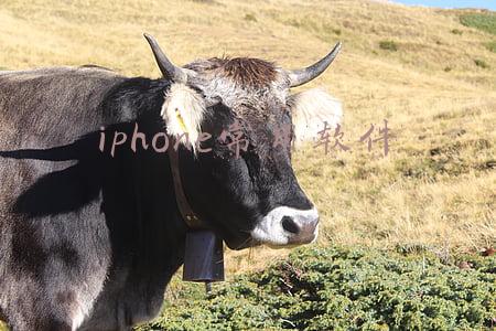 iphone常用软件旧版本(iPhone手机不同版本iOS 系统的功能技巧)