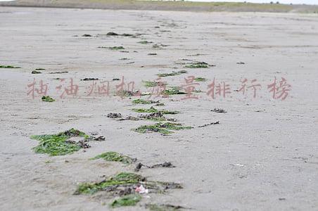 抽油烟机质量排行榜