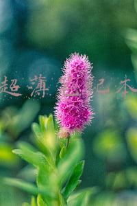 苹果超薄笔记本报价