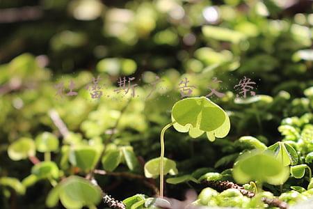 杜蕾斯广告文案范文(「精选」杜蕾斯那些空前绝后的经典广告文案)