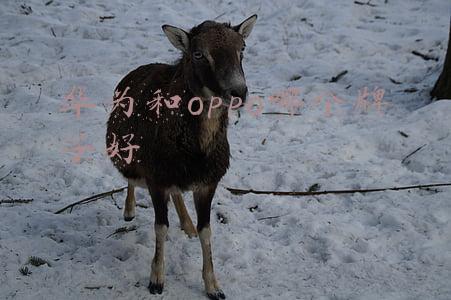 oppo和华为哪个品牌质量好(华为和OPPO哪一家品牌质量好？这几大点不得不提)