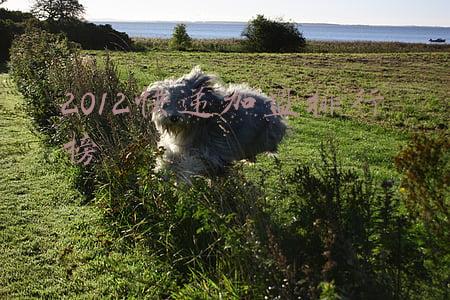 最新快递公司加盟(快递加盟费一般多少钱？不收加盟费的能入驻吗？)