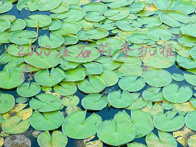苹果2000左右的手机推荐(苹果官网上架一款 2000 元 iPhone)