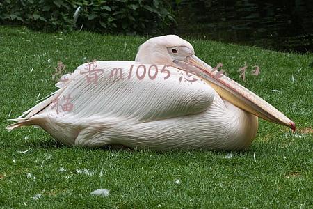 惠普m1005怎么扫描