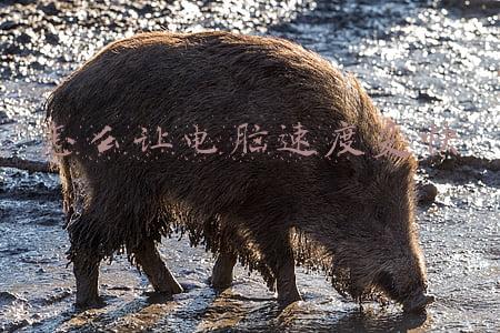 怎么让电脑速度变快