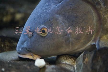 三星电视怎么投屏