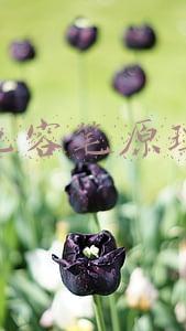 主动电容笔原理(主动电容笔是什么？跟apple pencil手写笔相比有什么不同！)