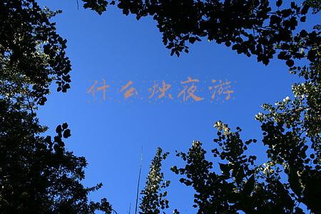 什么烛夜游